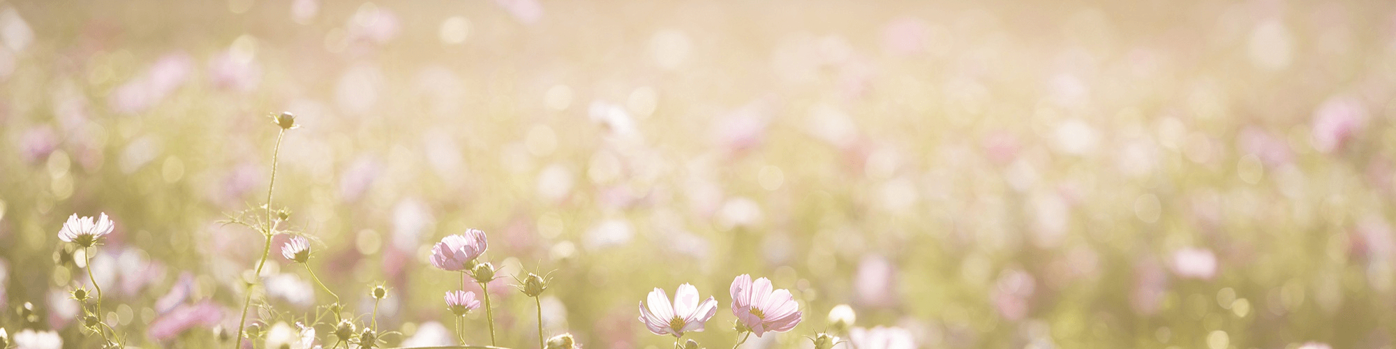 Blumenwiese